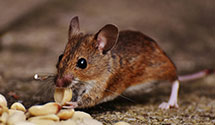 24 Hour & Emergency Exterminators in Blairsville, IN